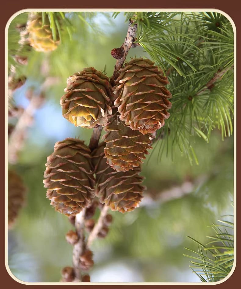 weee pdp description image 691