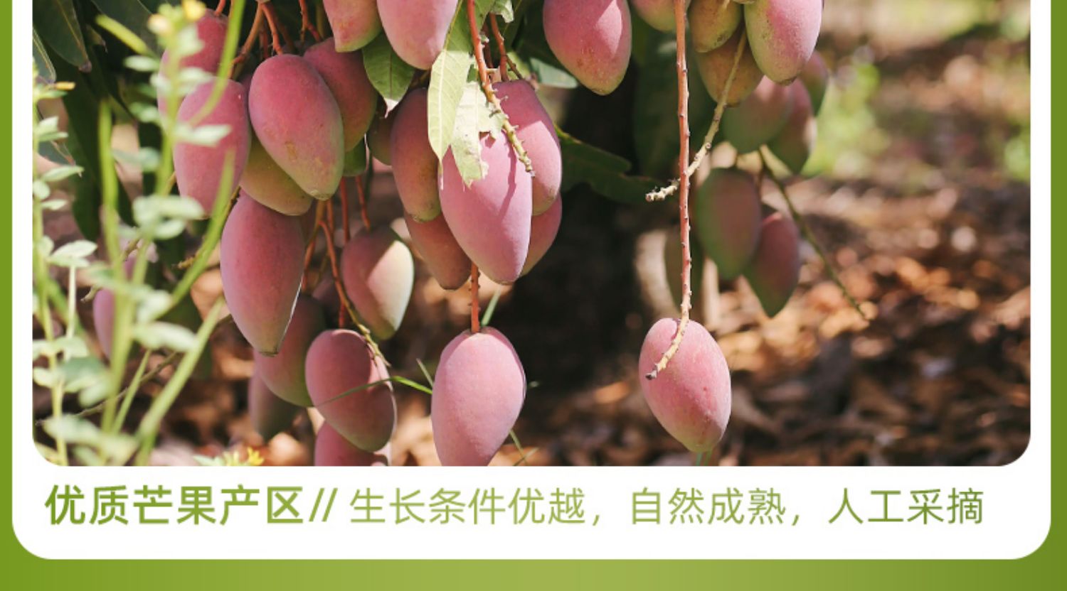 蘑菇風暴 梅有芒果 120克 