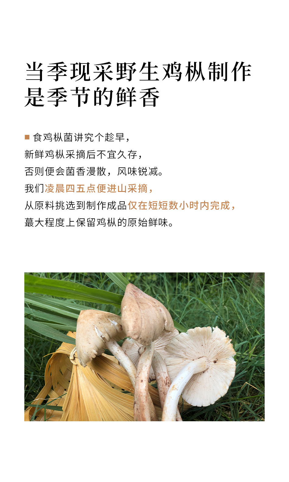 南食召 本真油雞樅菌 200克 中國