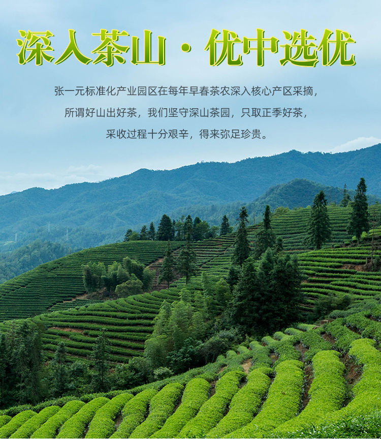 2025年新茶 龍井茶250g （張一元）。翡翠色の水色、香ばしい甘みと旨み。 omeecha_09_01.jpg