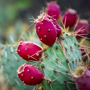 cactus flower