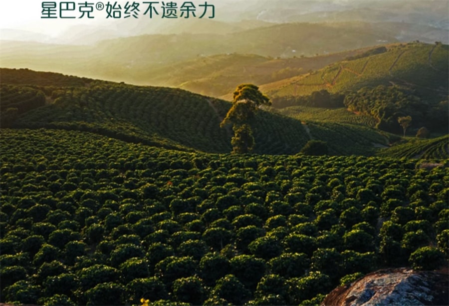 【日本直邮】日本STARBUCKS星巴克 抹茶拿铁速溶咖啡粉 4袋入 96g