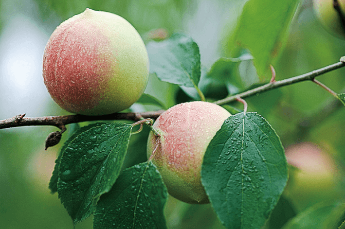 蘑菇风暴 原味 无核梅饼【新网红休闲零食】梅子话梅蜜饯果干 200克大包装
