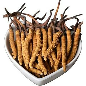 Cordyceps