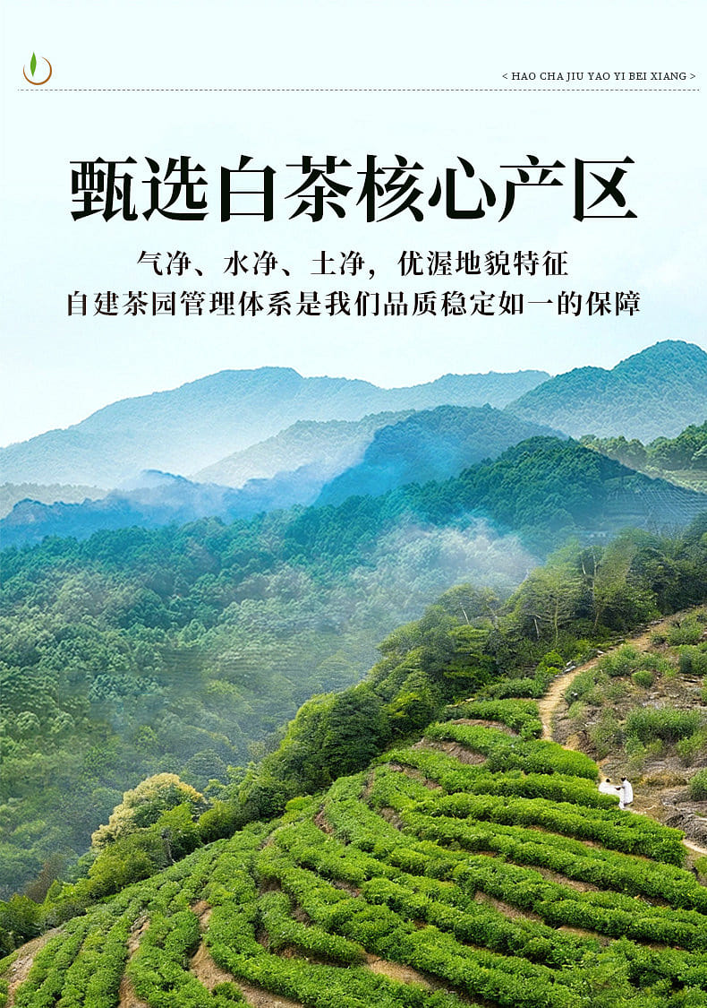 一杯香茶白茶明前安吉绿茶100g 1 份- Weee!