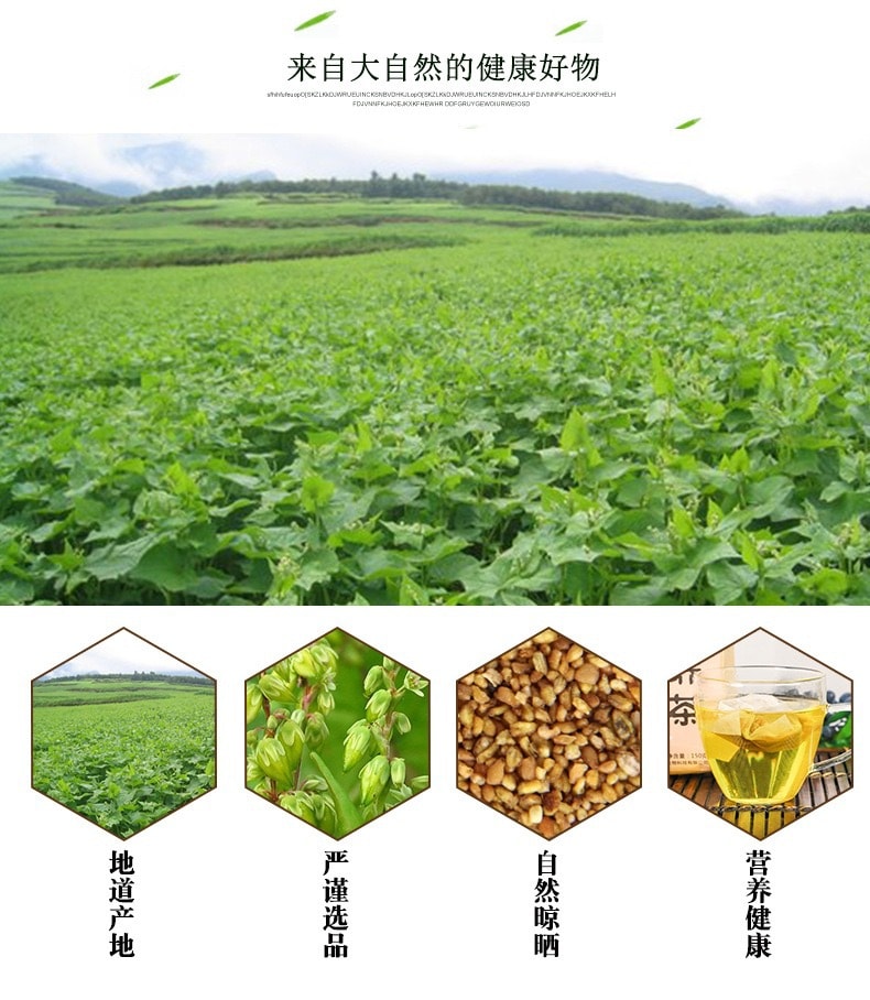 蘑菇风暴【养生茶系列】苦荞茶 抗衰老提高免疫力 天然营养健康 150克 30茶包 快速袋泡茶