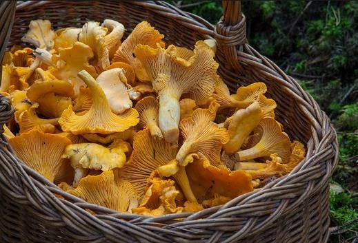 雲南美味山珍 【野生雞油菌乾品】 2OZ裝