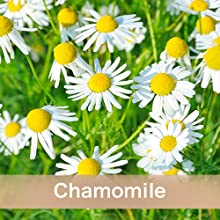 Chamomile Extract
