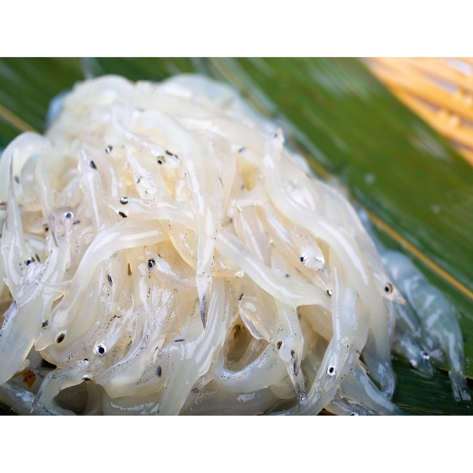 ICEFISH(SHIRAUO), 200G 1 개