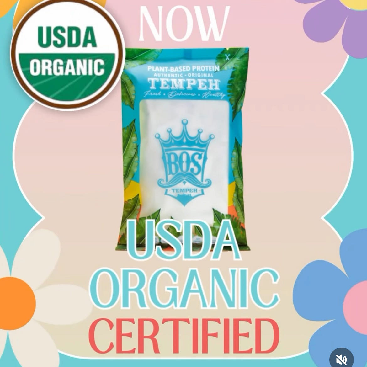 Fermented Indonesian Tempeh (5): Organic,GF,Vegan 1 box