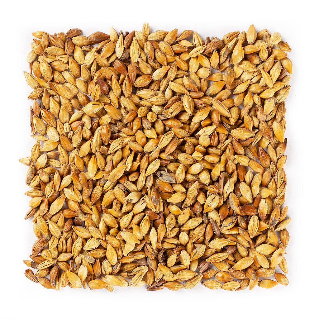 WHF Roasted Barley Tea #1366 1 each