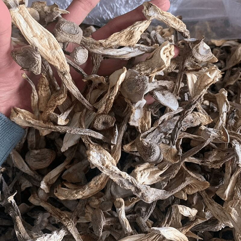 500g dried antler mushroom 500 그램