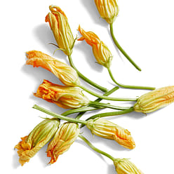 Squash Blossom 12 count 1 box