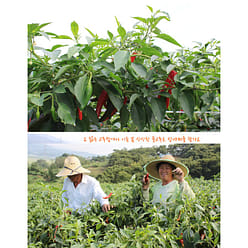 청양골 청양고추 장아찌 500 그램