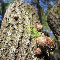 Sugimoto Co., Ltd. - Forest-grown Japanese Dried Shiitake Donko 10.58 oz