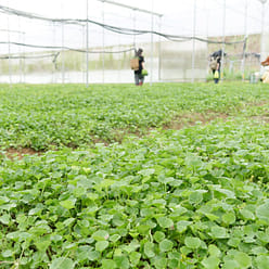 DALA HOUSE PENNYWORT POWDER MIX 2.11 oz