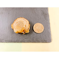 Hokkaido Grilled Dried Scallops Snacks Spicy 440g 1 each