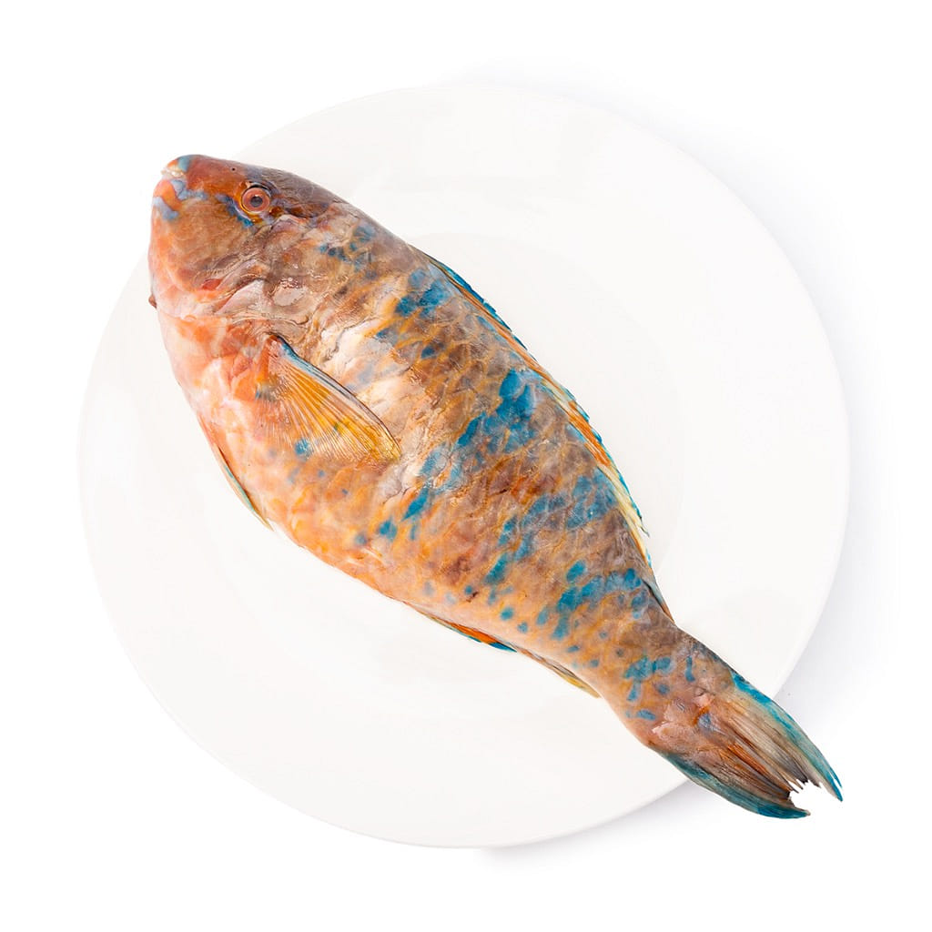 Whole Parrot Fish, Frozen 2-2.22 lb
