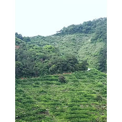 Quanlitang Tangerine peel prune 258g 258 g