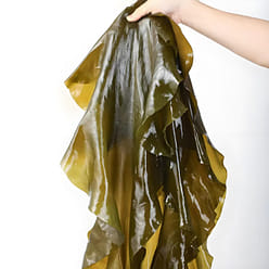 Kelp, 500 grams 500 g