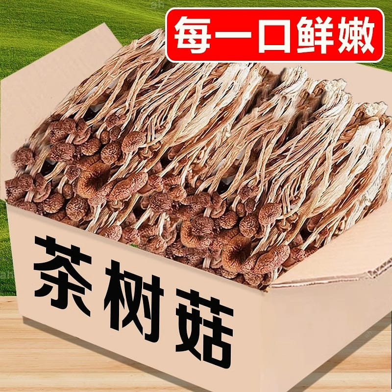古田茶树菇 农家新货香菇 干货特产 煲汤 未开伞真净重500g 1 盒