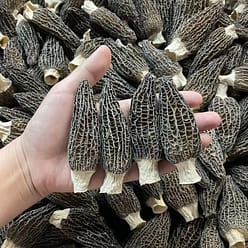 250g of Yunnan Deep Mountain morel mushrooms 250 g