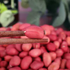 Northeast specialty four red peanut rice farmhouse new goods without shell fresh red peanut rice 500g *1 bag 300 g