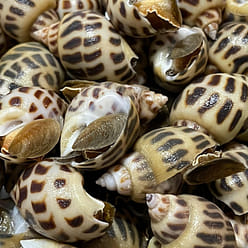 Frozen cooked Flower Perinwinkle Snails 1 box