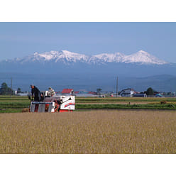 Hokkaido Nanatsuboshi (2024 Crop) 15lb White 1 each