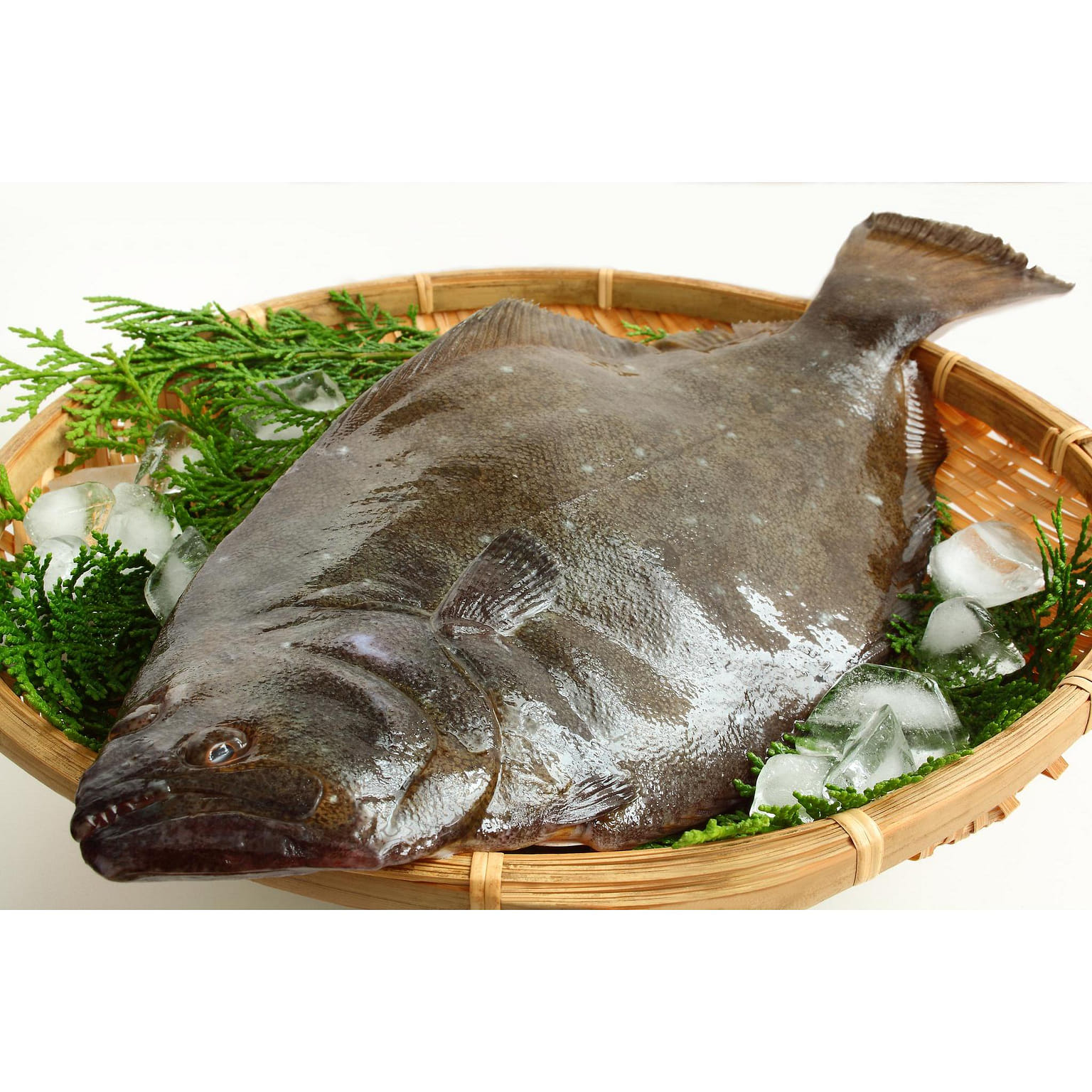 Hirame 2.7lbs 3.3 파운드
