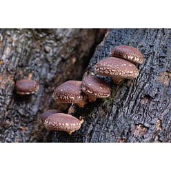 NESTLADY 건조향기 버섯 1 개입