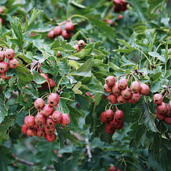 2 cans of dried tangerine peel and hawthorn balls 270 g