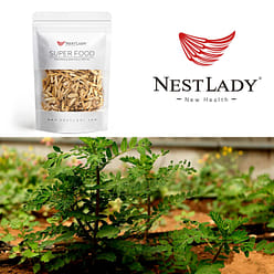 Nestlady 黄芪厚片 增强免疫力 促进代谢 70g【可以直接泡水喝或炖汤放几片】 1 个