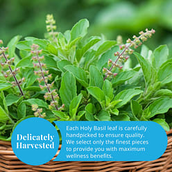 5.2 Oz Dried Holy Basil Leaves / Tulsi Leaves 5.2 oz