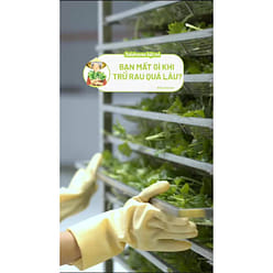 DALA HOUSE PENNYWORT-GREENBEAN COCONUT MILK POWDER 7.5 oz