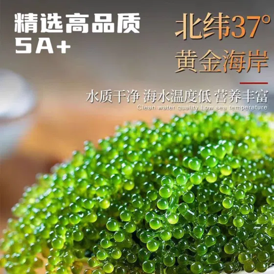 weee_snack_Sea grapes fresh ready-to-eat seaweed, salad with salad, popping beads, water grapes, seaweed 100g*1 bag with dipping sauce 100 g