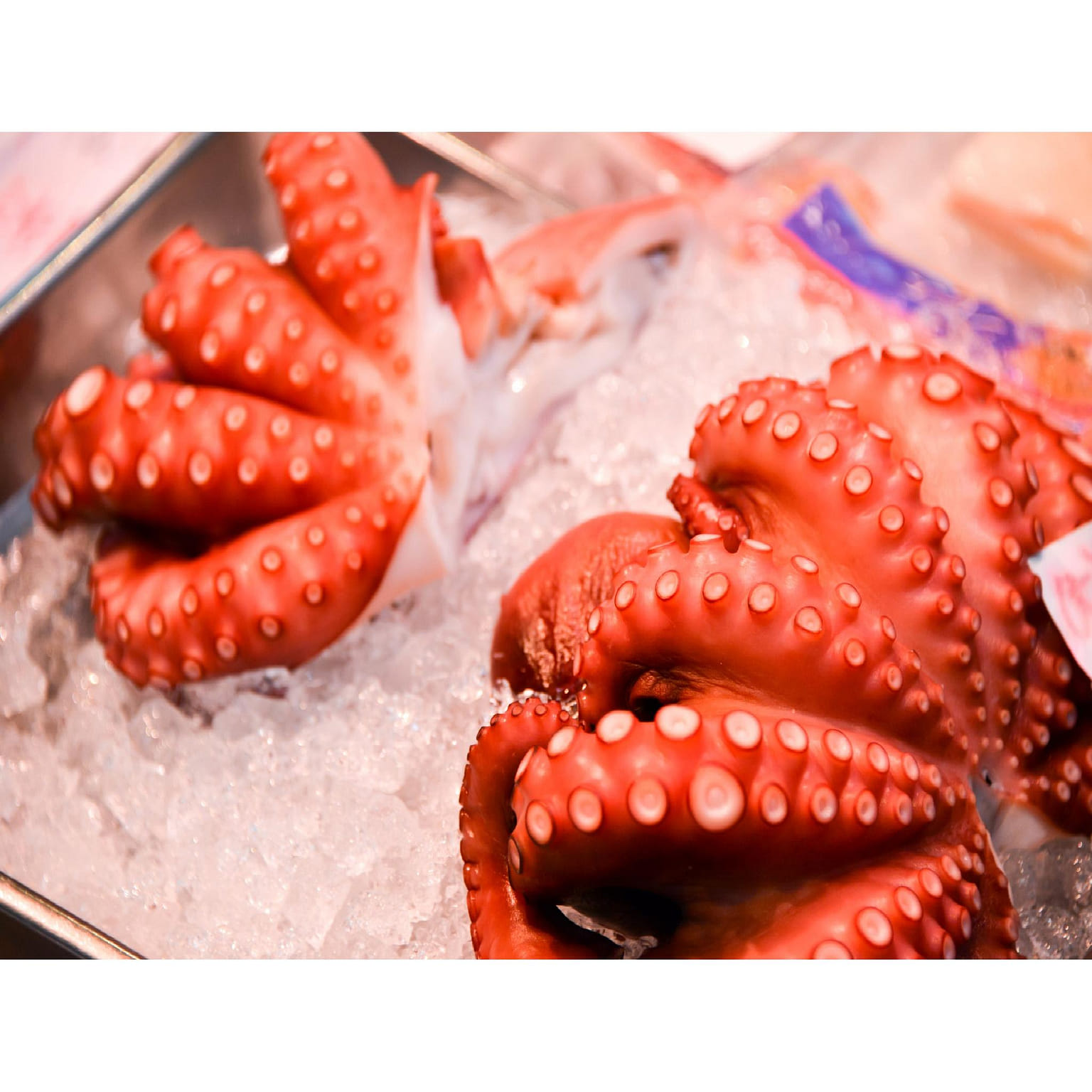 Hokkaido Fresh Octopus 1kg 1 개