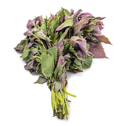 Purple Perilla 1 bunch