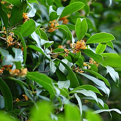 Southern Song Dynasty Hu Ji Osmanthus Cake 280 g