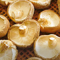 Greater Hinggan Ling Shiitake 250g*1 pack 200 g