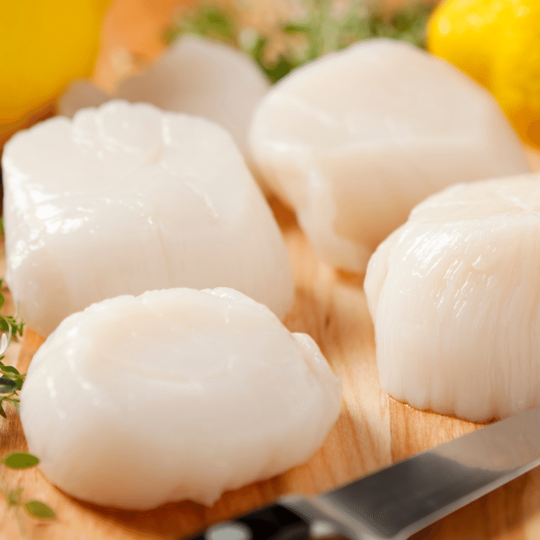 Fresh Maine Sea Scallops 1 개입