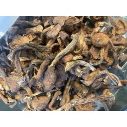Organic Wild Hazel Mushroom Jiuxin Mountain Treasure Northeast Specialty Hazel Mushroom Ding Farmhouse Goods Chicken Stewed Mushroom Dry Goods High Quality 200g * 1 Bag 200 g