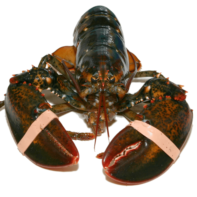 Live Maine Lobster Size 1.4-1.6 lbs 4 개입