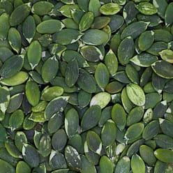 Shang Hai Yiu Fung White Melon Seed without Shell 150 g