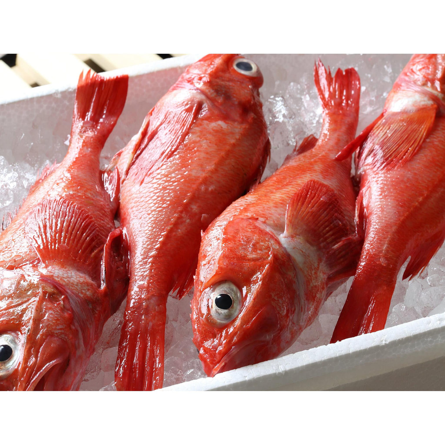 Cá Đỏ Kinki 680 g
