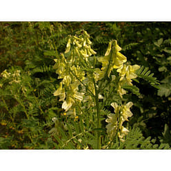 Nestlady 黄芪厚片 增强免疫力 促进代谢 70g【可以直接泡水喝或炖汤放几片】 1 个