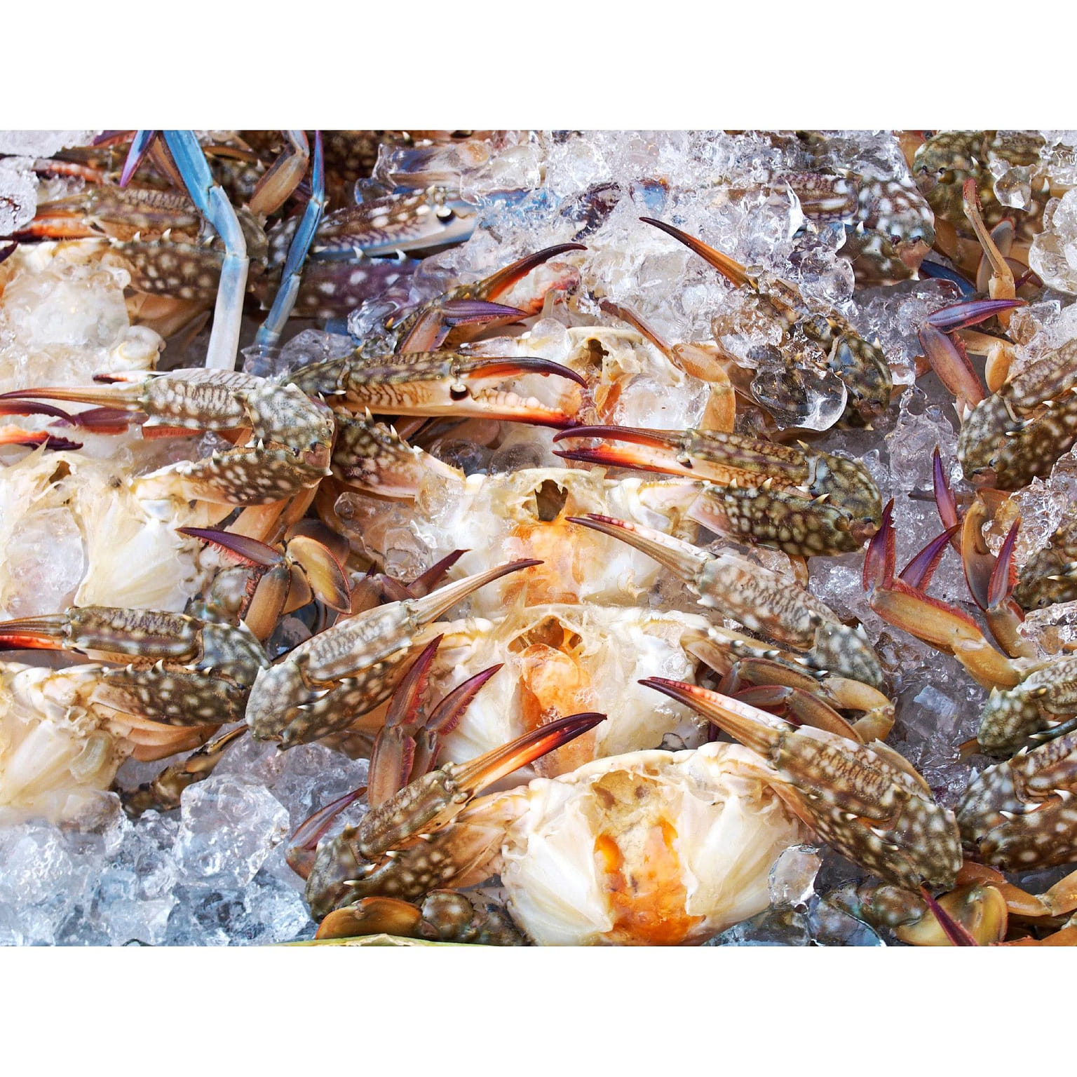 Soft Shell Crab 1 each