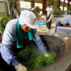 Mountain Sencha Green Tea (Certified Organic) 1 each