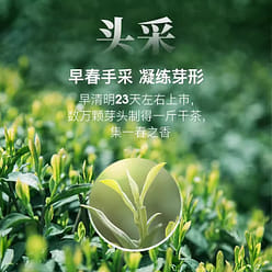 2024 New Tea Spot- Yifutang Green Tea Premium Biluochun Young Buds 50g 50 g