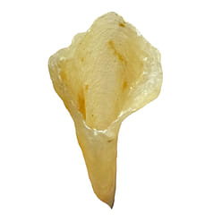 HMT Basa Dried Fish Maw 200g Seafood for Soup 1 each